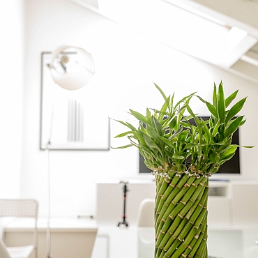 White sun-filled waiting room with green bamboo plant in straight vase