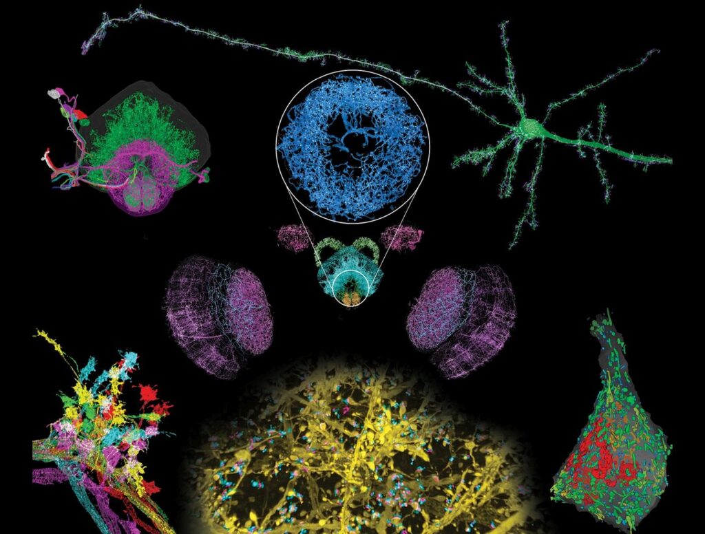 Nanoscale brain wide optical images. Black background. Colourful ExLLSM images of neural structures with molecular contrast over millimeter-scale volumes of mouse organelles and dendritic spines. Fly projection neurons. Etc.