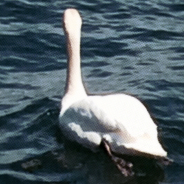 Swan in deep blue water swimming away from camera.