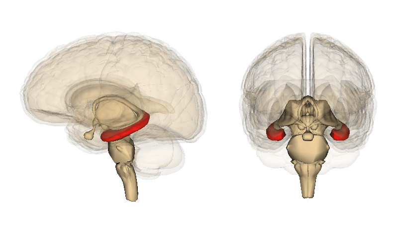 Cream-colour transparent illustraion of the brain with the hippocampi in red from front view and hippocampus in red from profile view
