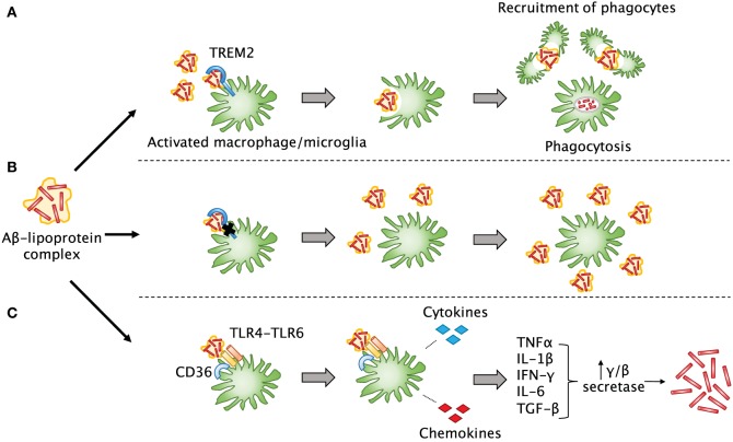 diagram of TREM2 gene effect on phagocytosis