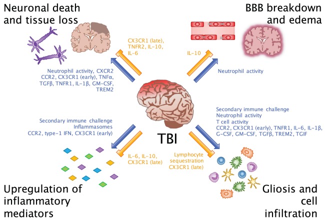 diagram of biochemical cascade after traumatic brain injury