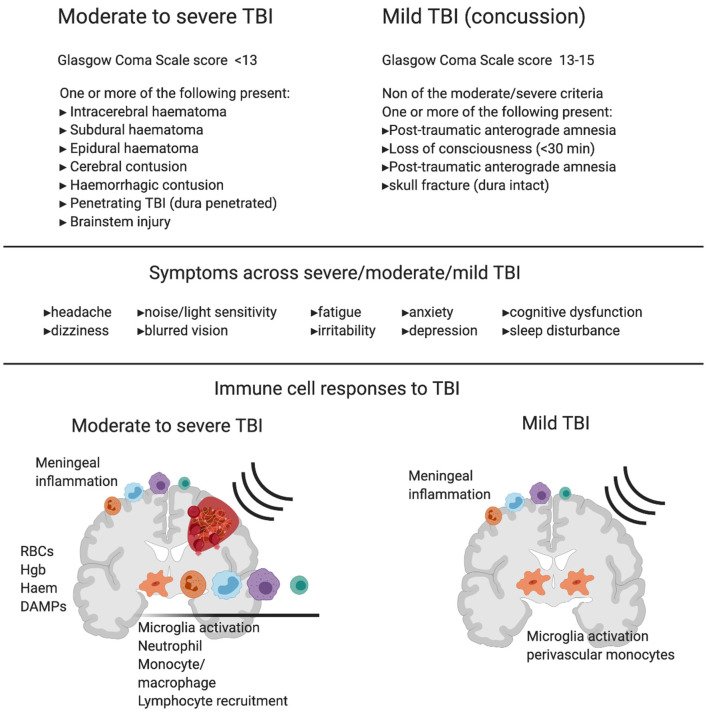 diagram showing biochemical and microglia changes in traumatic brain injury concussion